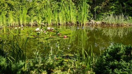 View of old pond with blooming water lilies through branches of evergreens. In background skimmer Messner collects debris from surface of pond.Pacifying landscape. Nature concept for design..