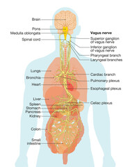 Vagus nerve and human organs, medically Illustration - obrazy, fototapety, plakaty