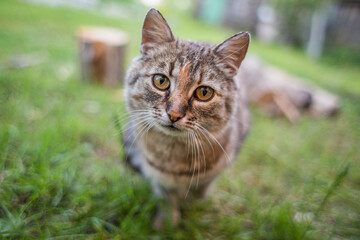 Naklejka na ściany i meble A gray cat with yellow eyes and a long mustache on the green grass. Colorful mottled muzzle.