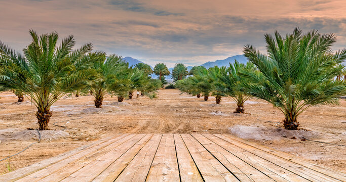 Plantation of date palms intended for healthy food production. Dates production is a rapidly developing agriculture industry in desert areas of the Middle East, wooden floor as copy space