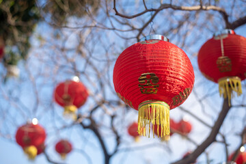 Chinese lanterns on the tree 03