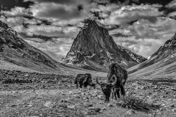 Zankar Valley north India