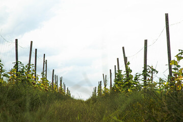 Obraz premium Agricultural farms view with cloudy blue sky view