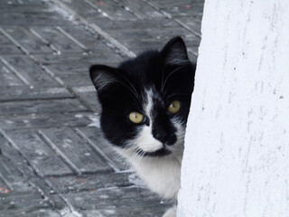 Homeless cat on the street. Cat portrait. Animal