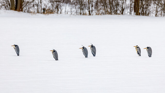 Schneereiher Bilder – Durchsuchen 4,677 Archivfotos, Vektorgrafiken und ...