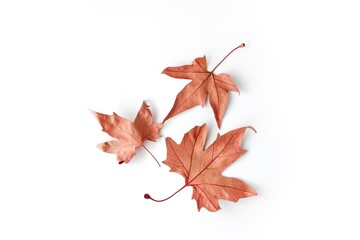 three Autumn dry red Maple leaf isolated on white background.