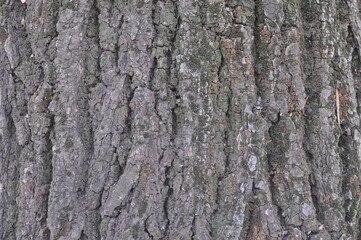 gray background in the tree bark