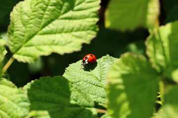 Coccinelle sur feuille verte