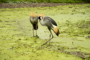 Bird with a red, black and white head Stand on the mossy green ground near the river in the rain. waiting for food in forest.