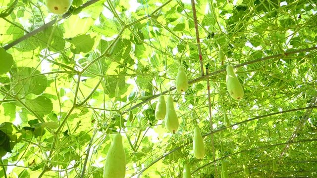 Sky Pumpkin Organic,Yellow ball, green leaves are growing. Hang on a sturdy trunk And freezes the ivy. and form a wonderful garden decoration. Sunny day 1920X1080 Slow Motion.