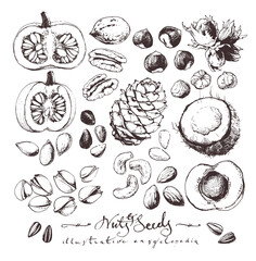 Vintage drawings of nuts and seeds, ink drawn food illustrations