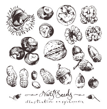 Vintage drawings of nuts and seeds, ink drawn food illustrations