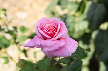 the pink rose close-up in the ground