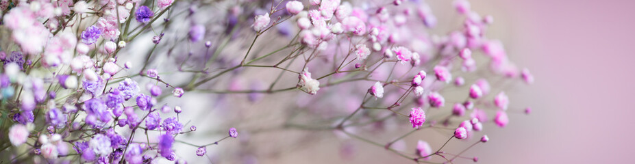 Nature of flower in garden using as cover page background natural flora wallpaper or template brochure landing page design