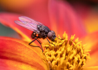 Young housefly feeding on bright orange bidens flower nectar
