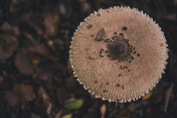 Macrolepiota procera mushrooms. huge vegan plant in the forest. the snake's hat. sponge snake