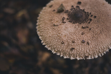 Macrolepiota procera mushrooms. huge vegan plant in the forest. the snake's hat. sponge snake