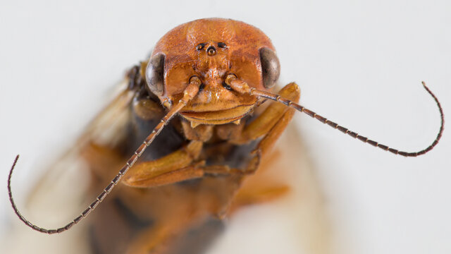 Orange brown sawfly insect macro portrait