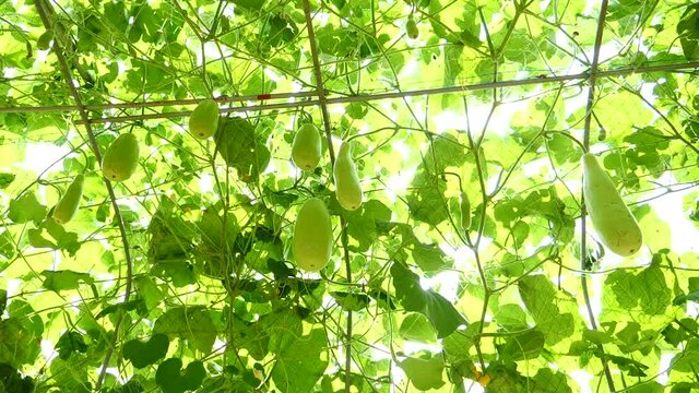 Sky Pumpkin Organic,Yellow ball, green leaves are growing. Hang on a sturdy trunk And freezes the ivy. and form a wonderful garden decoration. Sunny day 1920X1080 Slow Motion.