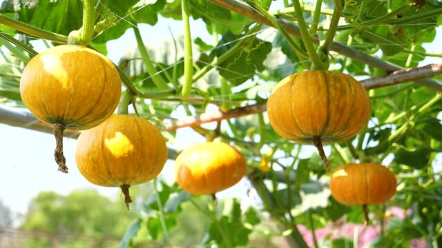 Sky Pumpkin, Yellow ball, green leaves are growing. Hang on a sturdy trunk And freezes the ivy. and form a wonderful garden decoration. Sunny day 1920X1080 Slow Motion.