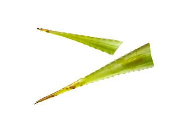 Aloe Vera leaf slices high resolution image on isolated white background.