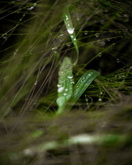 Macro raindrop in a leaf, green closeup
