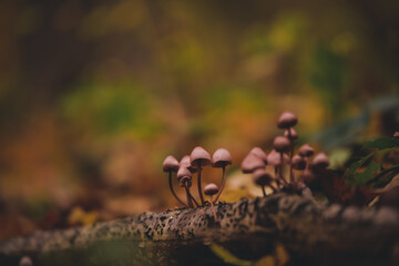 group of small mushrooms in the forest during fall season