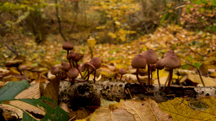 group of small mushrooms in the forest during fall season