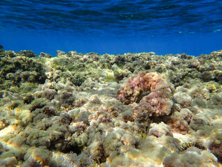 Fototapeta na wymiar underwater blue ocean wide background with Rocky sea bottom, Real natural underwater view of the Mediterranean Sea