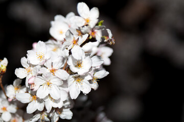 Close-up of Japanese natural white cherry blossom on bokeh blurry dark background. vintage colorful nature background.