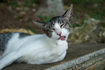 メイクアップ中の猫　キジ白