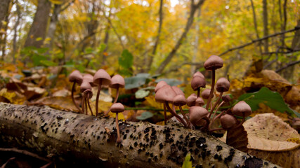 group of small mushrooms in the forest during fall season