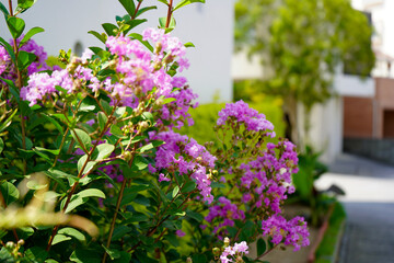 路地を飾るサルスベリ