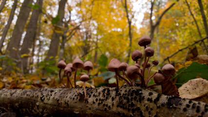 group of small mushrooms in the forest during fall season