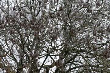 le givre et la neige sur les arbres en campagne à Barré Briec en Bretagne Finistère Cornouailles France