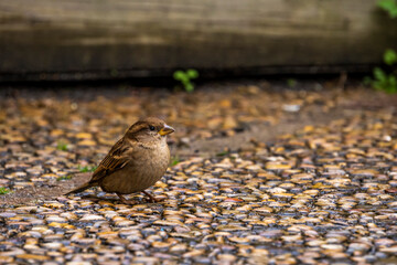 Brown sparrow sitting in the ground