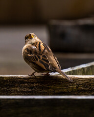 Brown sparrow sitting in a wood