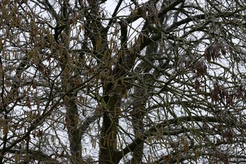le givre et la neige sur les arbres en campagne à Barré Briec en Bretagne Finistère Cornouailles France