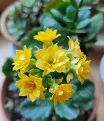 키우는 화분 직접 촬영