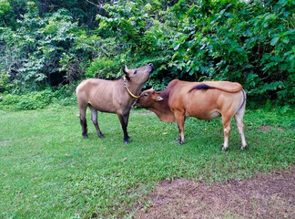 Two cows stand side by side and sniff each other. Tropical vegetation. Lantau island. Hong Kong. Asia
