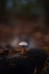 group of small mushrooms in the forest during fall season