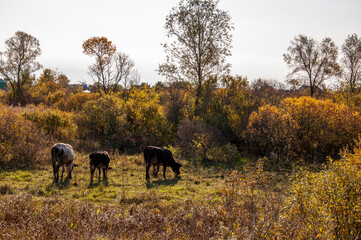 The cows are pasturing in the meadow of gold color. Early autumn 