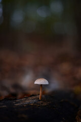 Fototapeta na wymiar group of small mushrooms in the forest during fall season