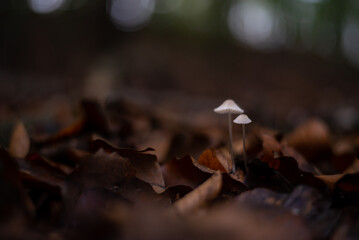 group of small mushrooms in the forest during fall season