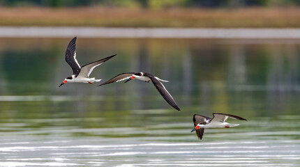 3 black skimmers (rynchops niger) flying low to water with green tree reflection