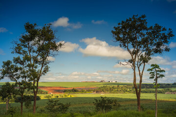 Fototapeta na wymiar Rural landscape with green sugar cane plantation, red earth and blue sky in the interior of Brazil