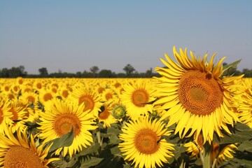 sunflowers field in the summer
