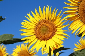 Naklejka premium sunflower on blue sky