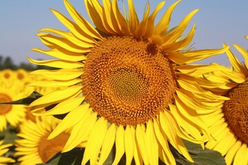 Fototapeta premium sunflower on the field