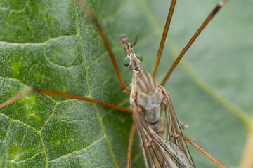 macro photography of insects with details at maximum resolution